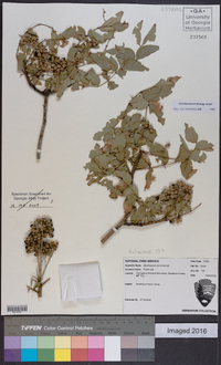 Zanthoxylum clava-herculis image