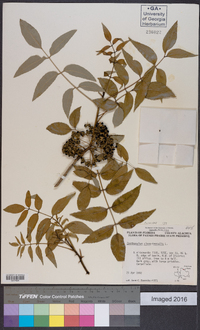 Zanthoxylum clava-herculis image