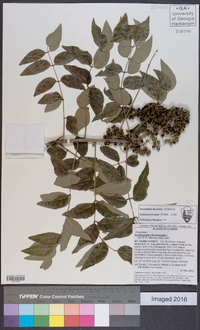 Zanthoxylum clava-herculis image