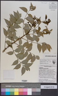 Zanthoxylum clava-herculis image