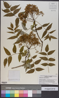 Zanthoxylum clava-herculis image