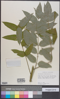 Zanthoxylum clava-herculis image