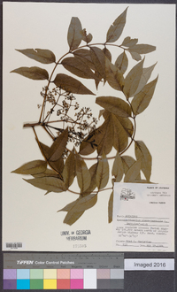 Zanthoxylum clava-herculis image