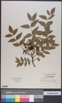 Zanthoxylum clava-herculis image