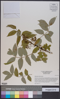 Zanthoxylum clava-herculis image