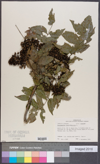 Zanthoxylum clava-herculis image