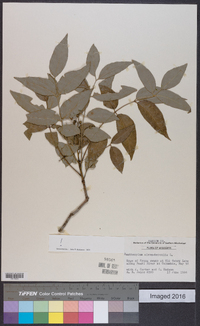 Zanthoxylum clava-herculis image