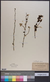 Zanthoxylum fagara image