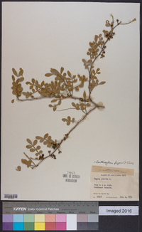 Zanthoxylum fagara image