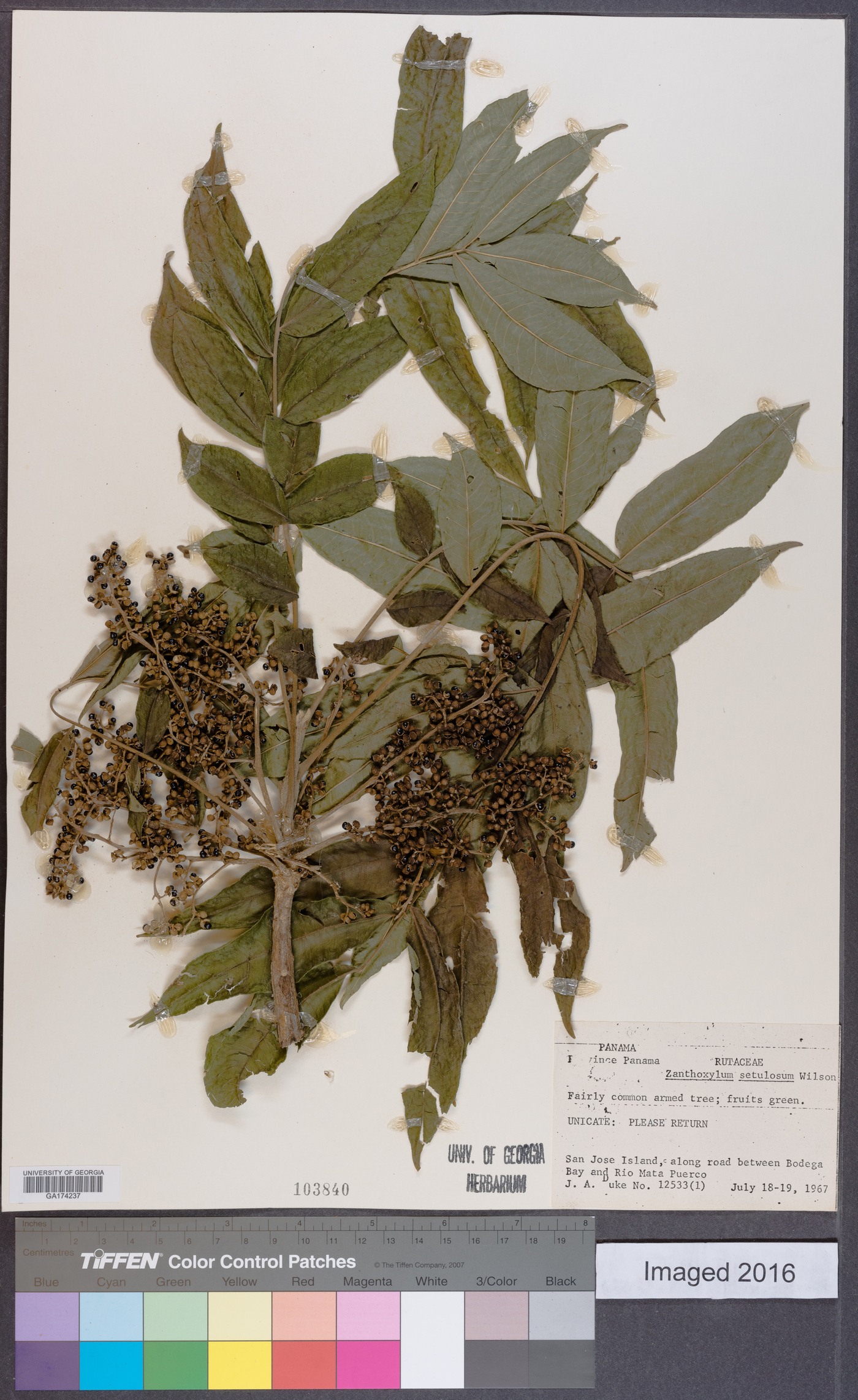 Zanthoxylum setulosum image