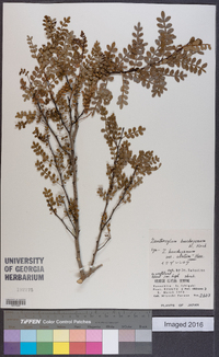 Zanthoxylum beecheyanum image