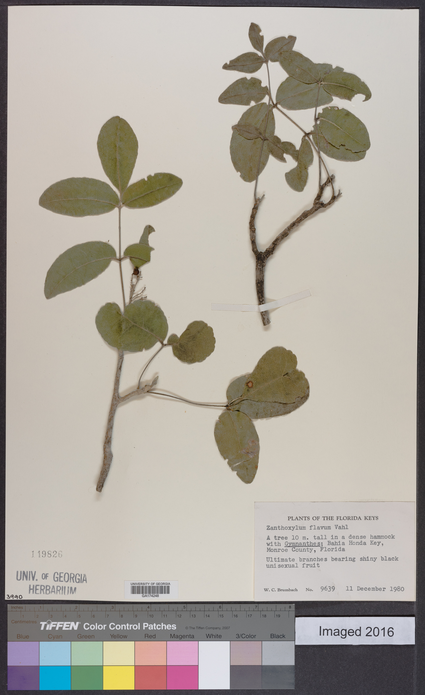 Zanthoxylum flavum image