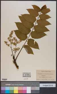 Ailanthus altissima image