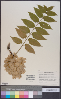 Ailanthus altissima image