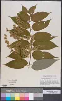 Ailanthus altissima image