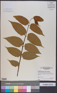 Ailanthus altissima image