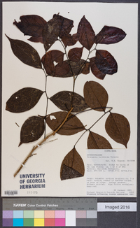 Picramnia latifolia image