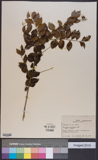 Picramnia latifolia image