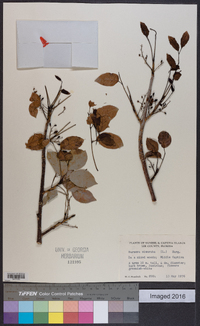 Bursera simaruba image