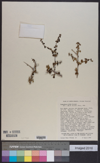 Commiphora africana image