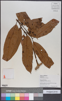 Protium opacum image