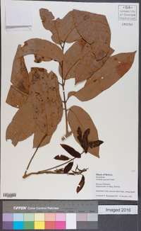 Protium opacum image