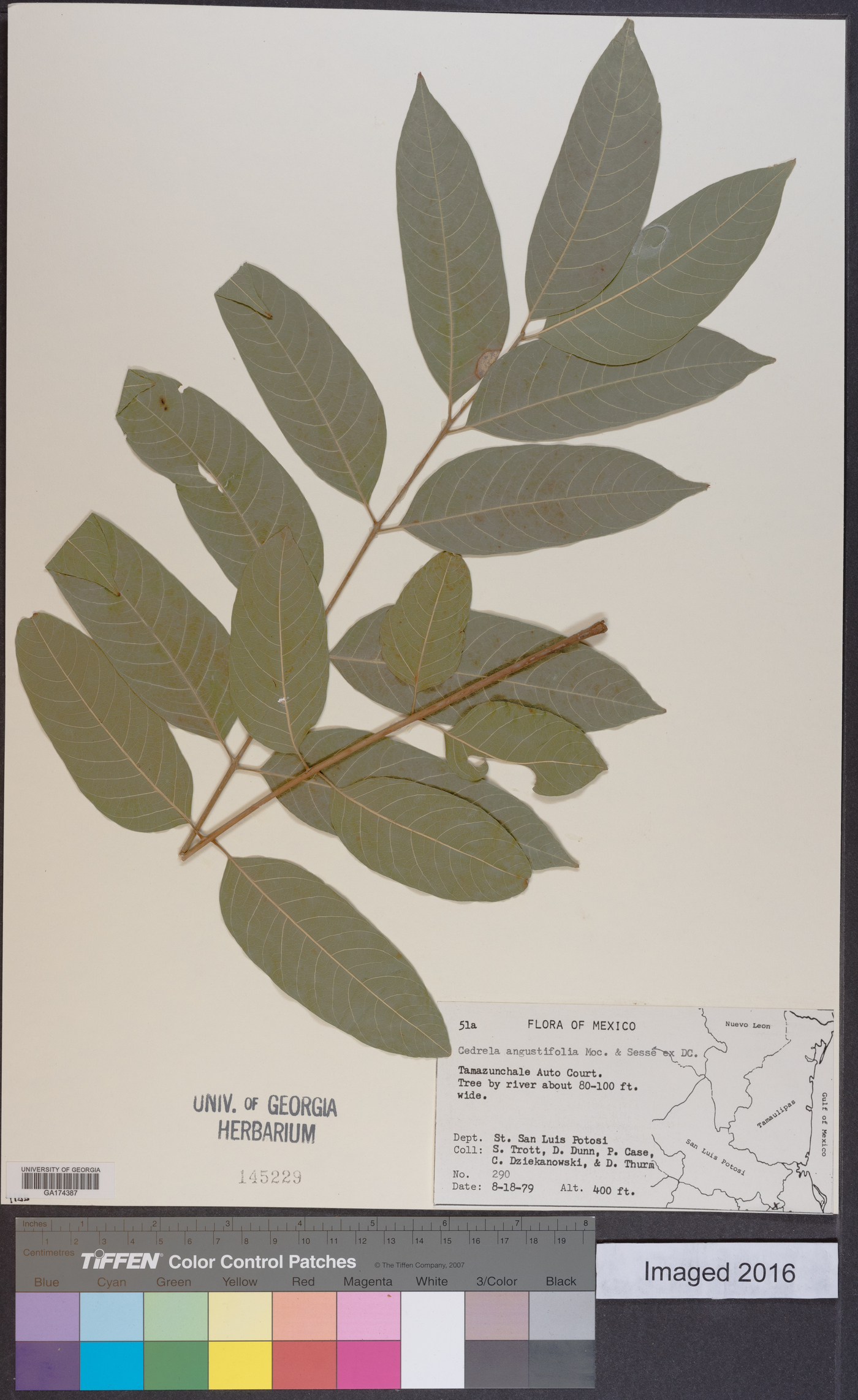 Cedrela angustifolia image