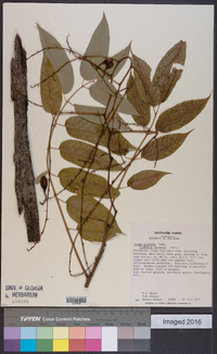 Toona sinensis image