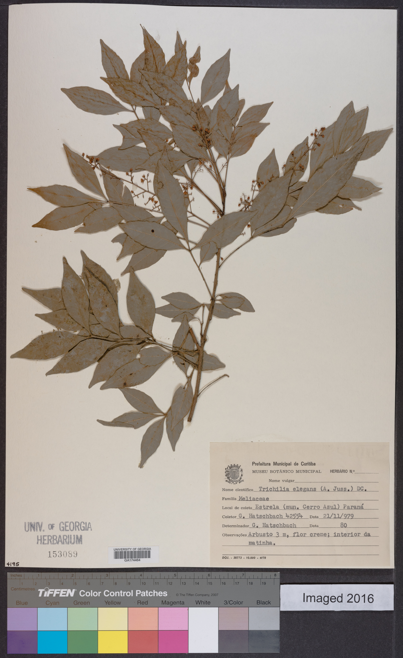Trichilia elegans image