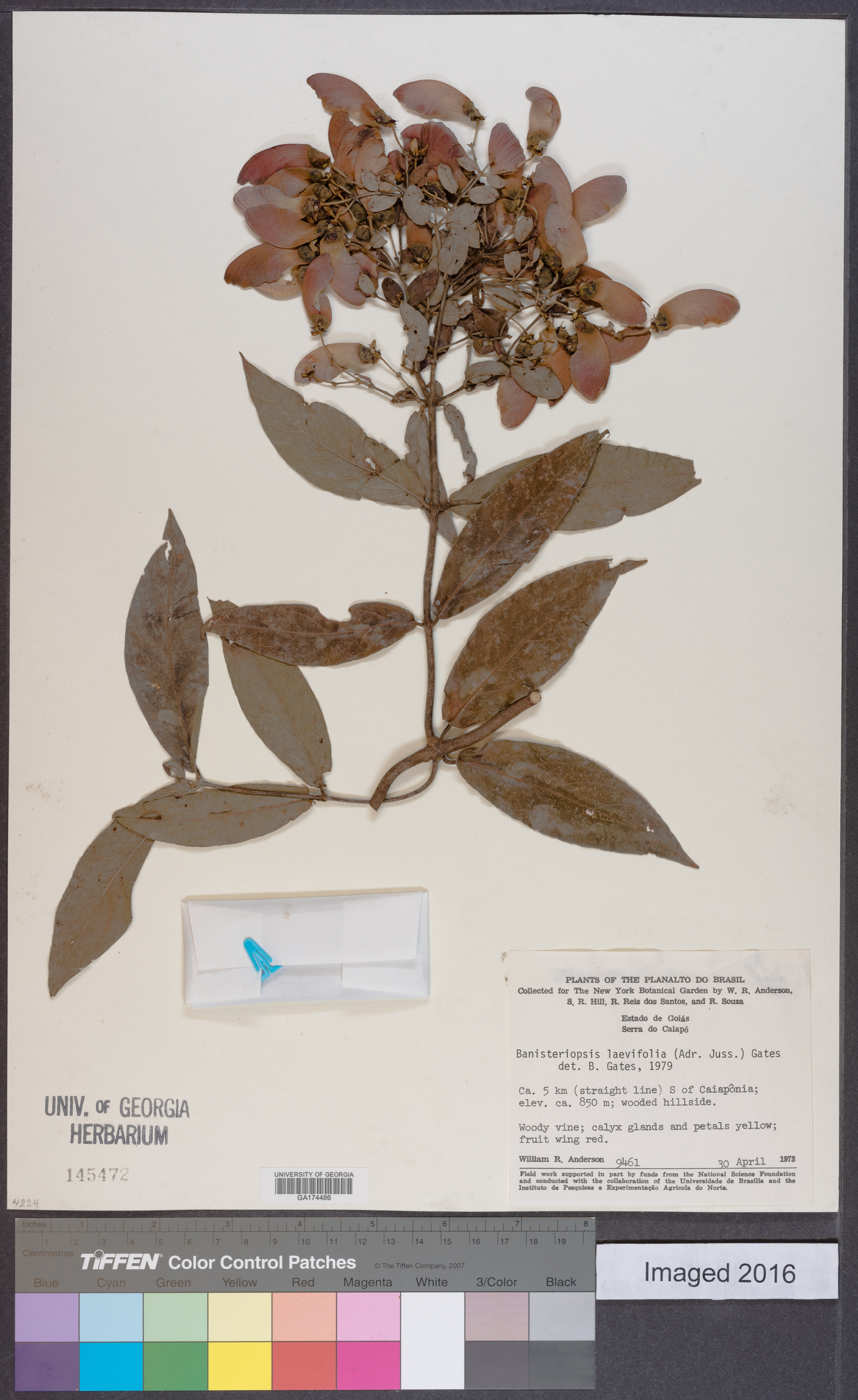 Banisteriopsis laevifolia image