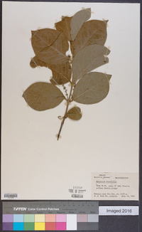 Bunchosia cornifolia image