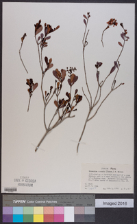 Byrsonima lucida image