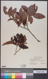 Byrsonima coriacea image