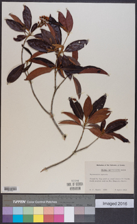 Byrsonima spicata image