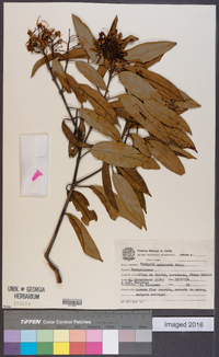Image of Vochysia acuminata