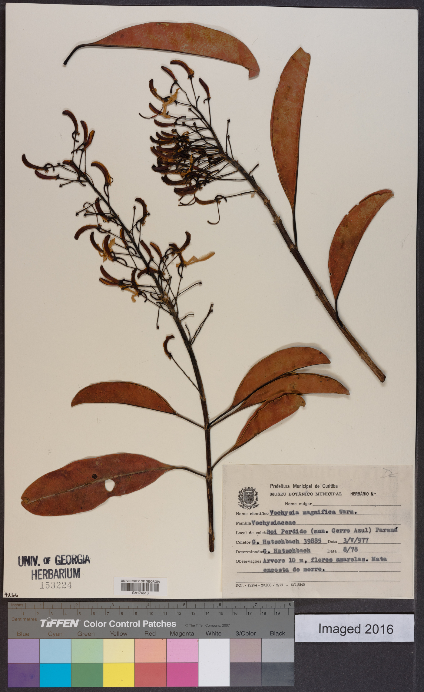 Vochysiaceae image