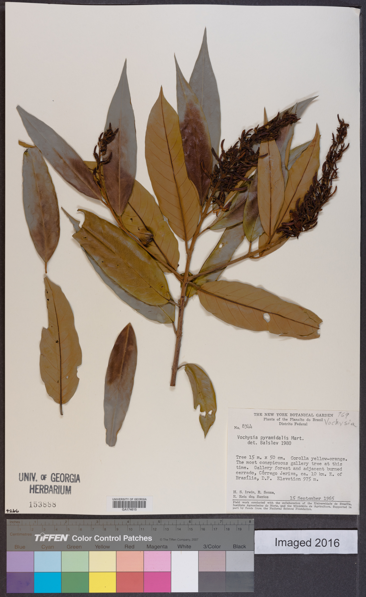 Vochysia pyramidalis image