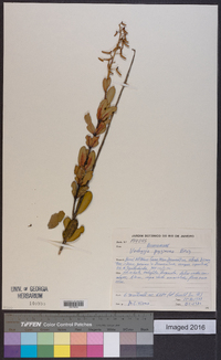Image of Vochysia pygmaea