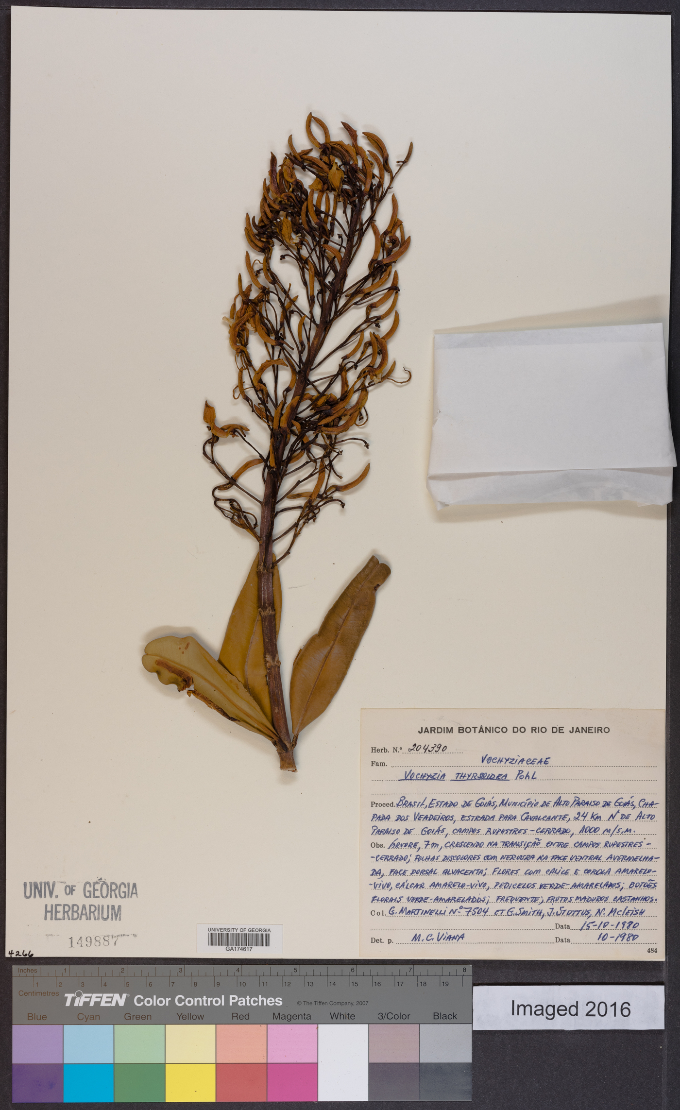 Vochysia thyrsoidea image