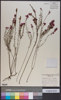 Tetratheca pilosa image