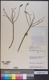 Monnina salicifolia image