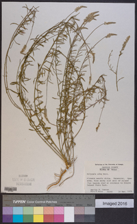 Polygala alba image