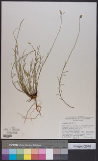 Polygala alba image