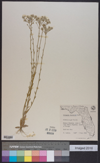 Polygala balduinii image