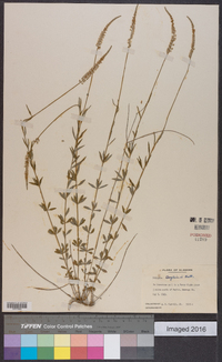 Polygala boykinii image