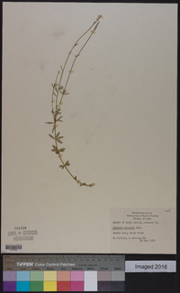 Polygala boykinii image