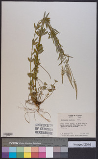 Polygala boykinii image