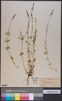 Polygala boykinii image