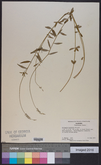 Polygala boykinii image