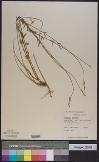 Polygala boykinii image